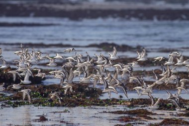 Kuzey Portekiz kayalık kıyılarında uçan kumkuşları sürüsü.