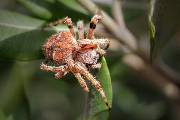 Araignée Cachée Dans Une Prairie Portugaise Nord — Photo