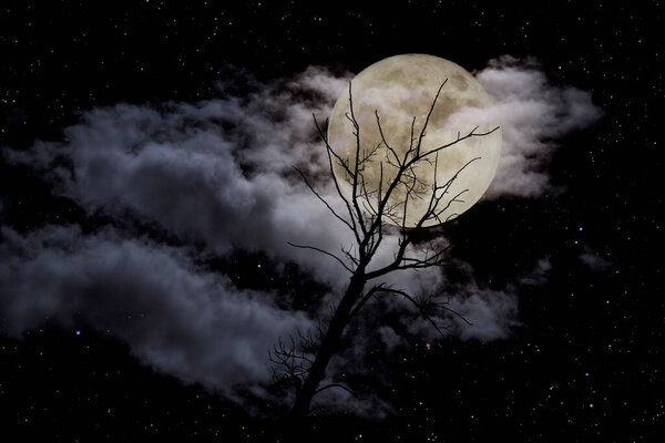 Bare tree against a cloudy full moon night with stars