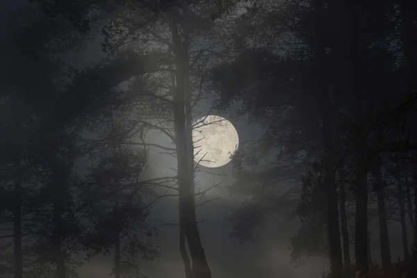Rising full moon in a foggy and mysterious woods at night or dusk