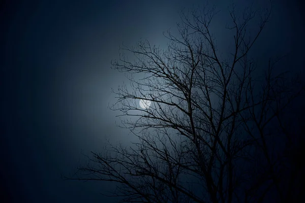 Bare Boom Een Donkere Mistige Volle Maan Nacht — Stockfoto