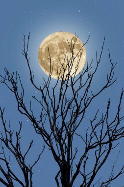 Yıldızlı bir dolunayda çıplak bir ağaç.