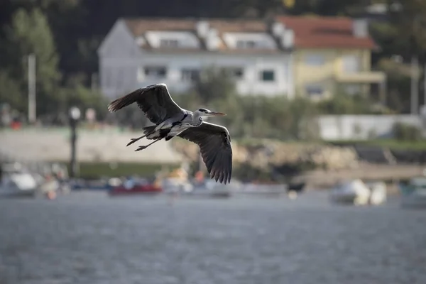 Reiher Flug Über Den Fluss Douro Norden Portugals — Stockfoto