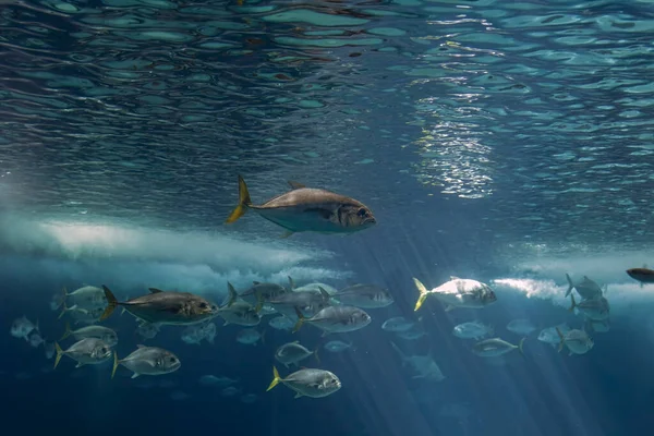 Xareus Otros Peces Mar Entre Los Rayos Luz Acuario Foto — Foto de Stock