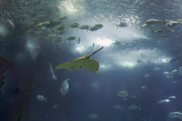 Ocean Aquarium Seeing Ray Passing — Stock Photo, Image