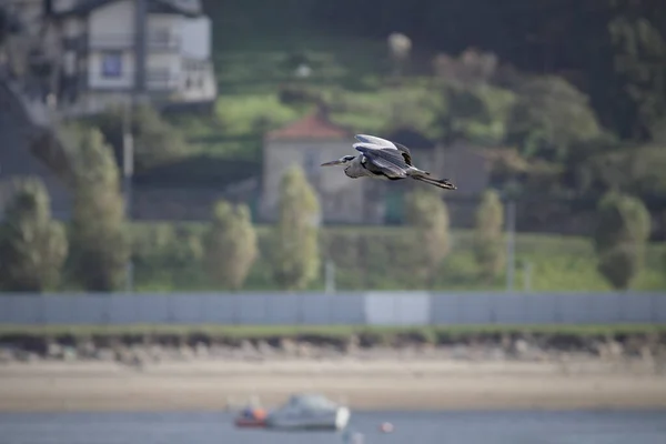 Heron Flight Douro River North Portugal — Stock Photo, Image