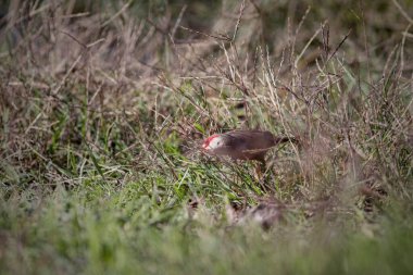 Portekiz 'in kuzeyindeki Lima Nehri sınırında yiyecek arayan yaygın balmumu faturası..