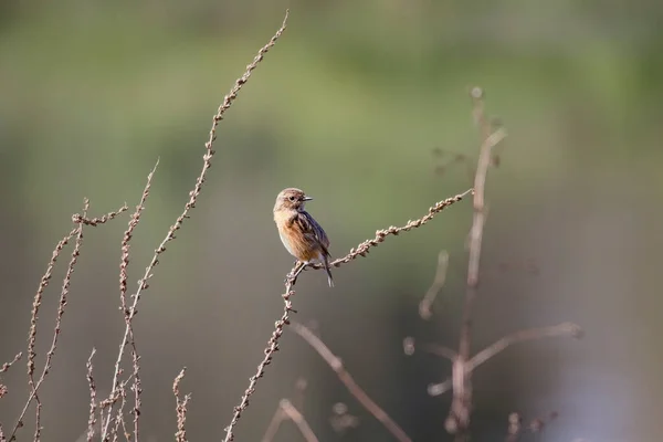 美丽的栖息的小鸟 葡萄牙北部 — 图库照片