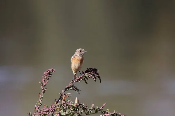 Beau Merle Européen Frontière Rivière Lima Nord Portugal — Photo