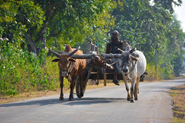 TIKAMGARH, MADHYA PRADESH, Hindistan - 28 Eylül 2021: Hintli çiftçi öküz arabasına biniyor.