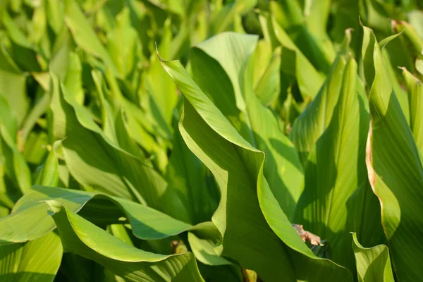 Kurkuma Anbaugebiet Indien Kurkuma Ist Eine Blühende Pflanze Curcuma Longa — Stockfoto
