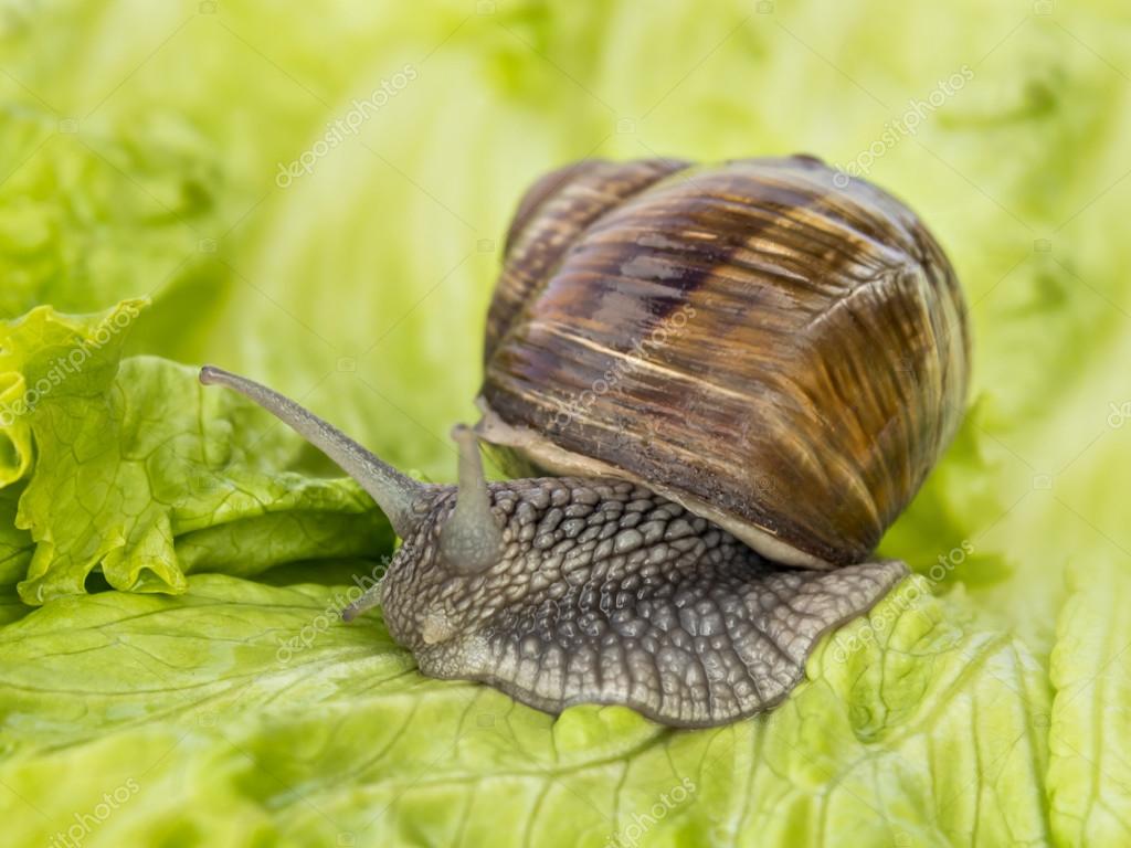 Burgundy snail eating a lettuce leaf — Stock Photo © DiversityStudio