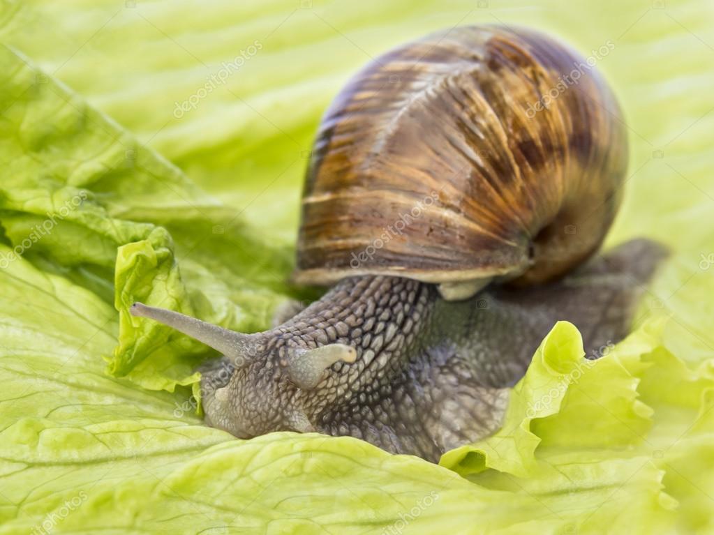 Burgundy snail eating a lettuce leaf — Stock Photo © DiversityStudio 45540385