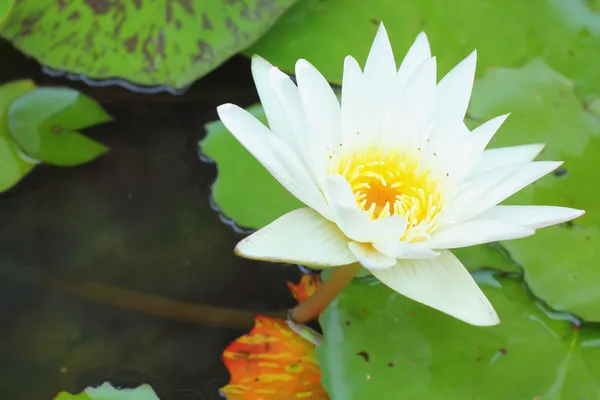 Lotus i vattnet — Stockfoto