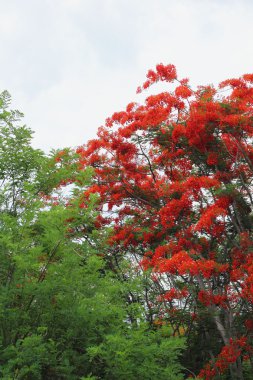 Kırmızı çiçekli yeşil ağaç.