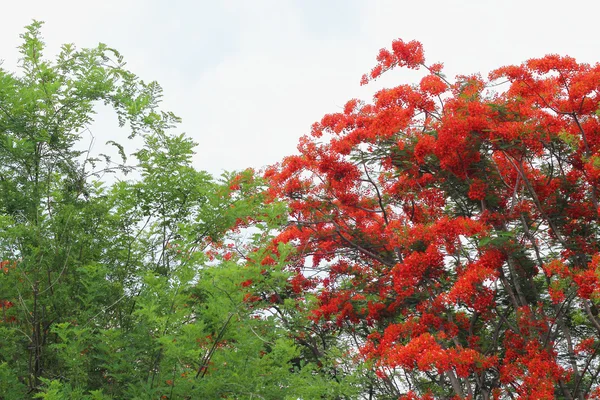 Árbol verde con flores rojas . — Foto de Stock