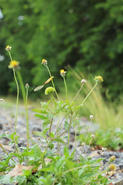 Fleurs sur la route . — Photo