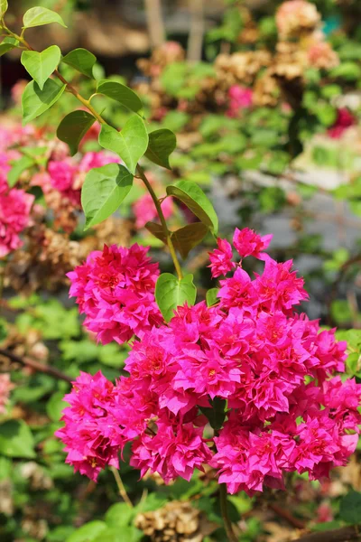 Flowering bougainvillea. — Stock Photo, Image