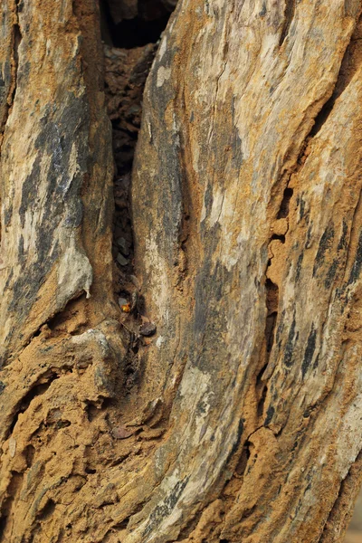 Kabuk kahverengi — Stok fotoğraf