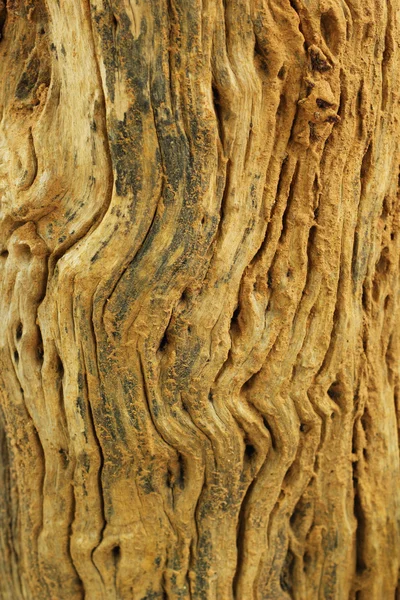 Casca castanha — Fotografia de Stock