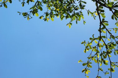 Ağaçlar gökyüzüne karşı.