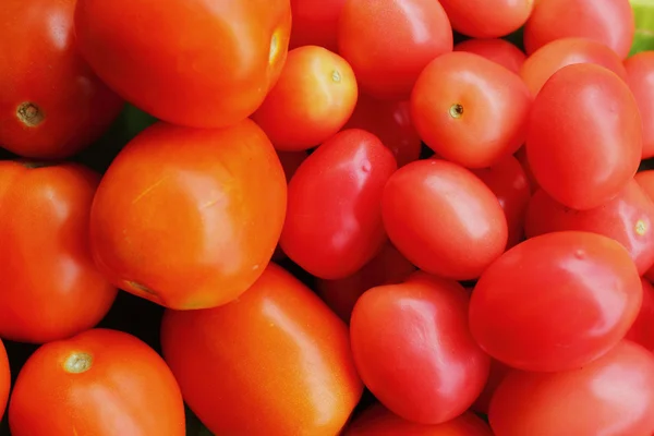Vermelho de tomate . — Fotografia de Stock