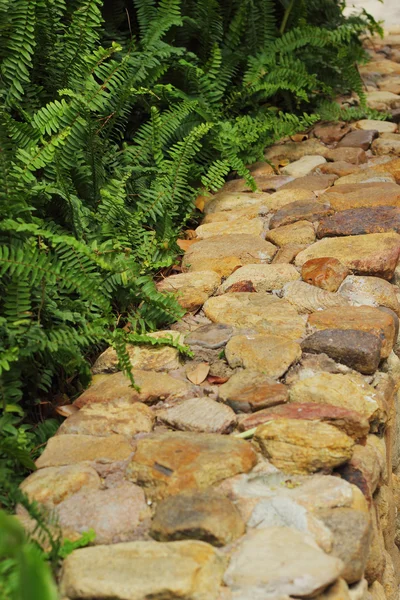 Fern a stone- green tree — Stock Photo, Image