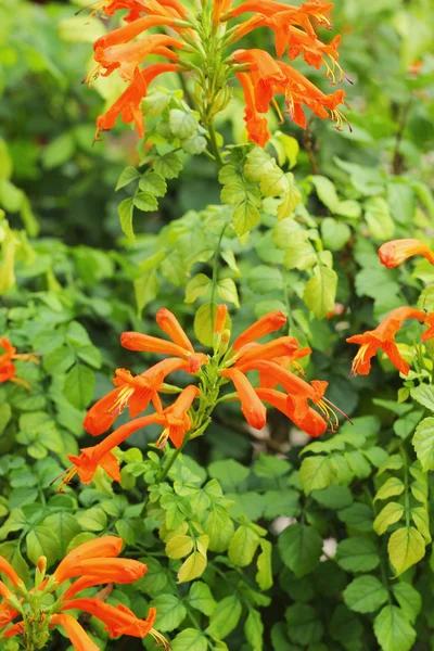 Orange blommor. — Stockfoto