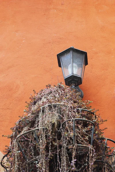 Wall lamp - tree roots. — Stock Photo, Image