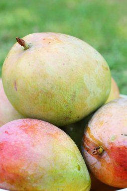 Mango meyve - mango elma.