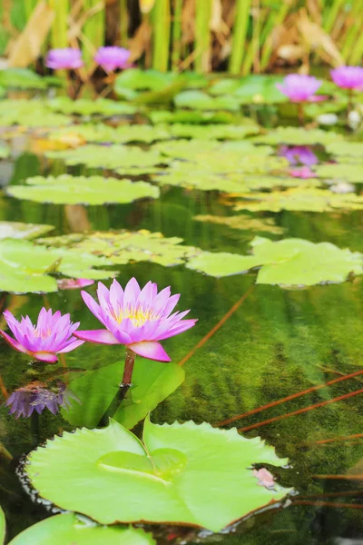 Mor lotus - mor çiçekler. — Stok fotoğraf