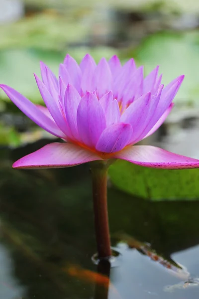 Purple lotus - fialové květy. — Stock fotografie