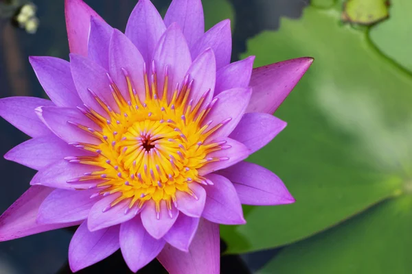 Paarse lotus - paarse bloemen. — Stockfoto