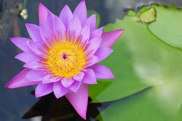 Purple lotus - lila blommor. — Stockfoto