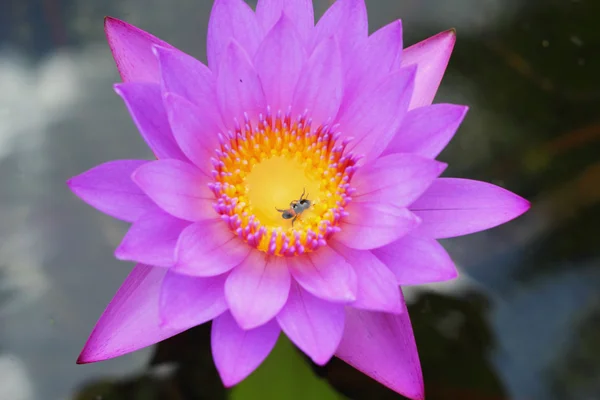 Purple Lotus - purple flowers. — Stock Photo, Image