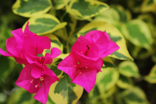 Bougainvillea flower - pink flowers. — Stock Photo, Image