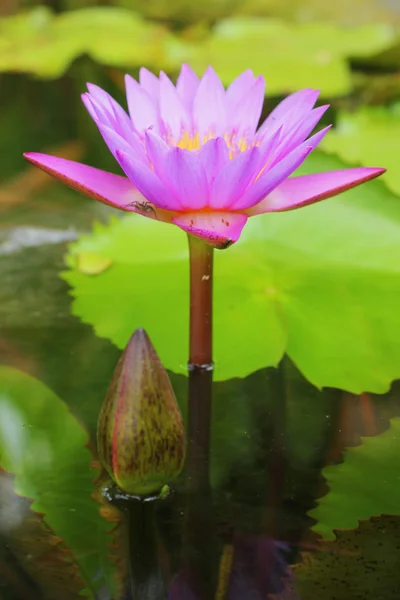 Lila Lotus - lila Blüten. — Stockfoto