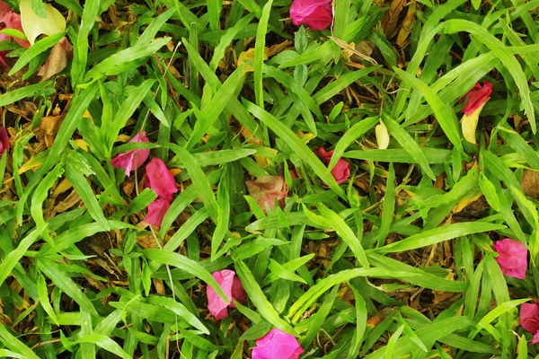 Bougainvillea kwiat - różowe kwiaty na trawie. — Zdjęcie stockowe