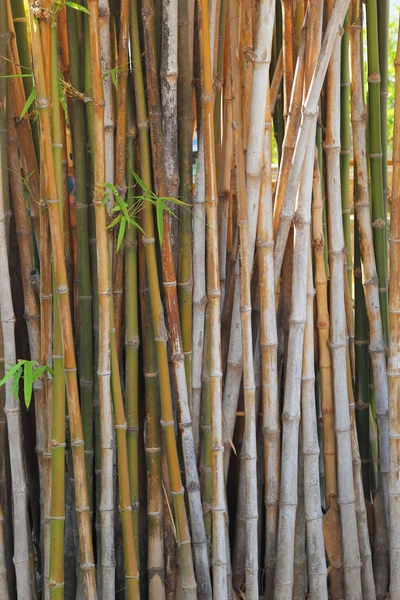 Bambu. — Stockfoto