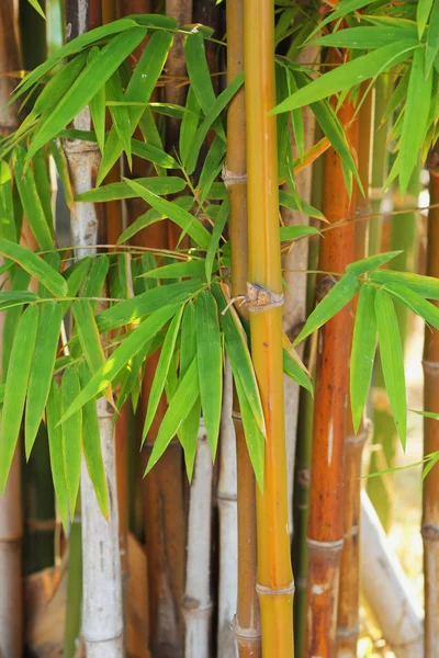 Bambu. — Stockfoto