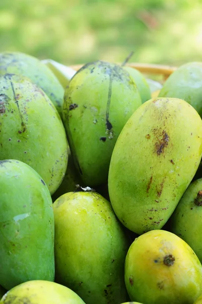 Frutos de manga . — Fotografia de Stock