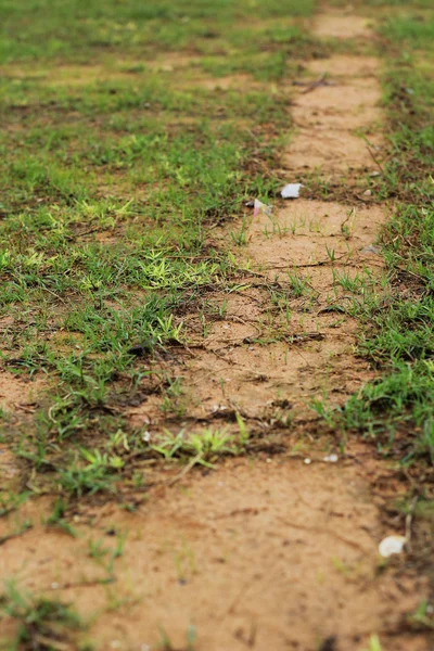 Grass and pavement. — Stock Photo, Image