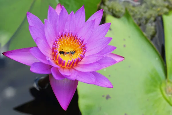 Purple Lotus - purple flowers. — Stock Photo, Image