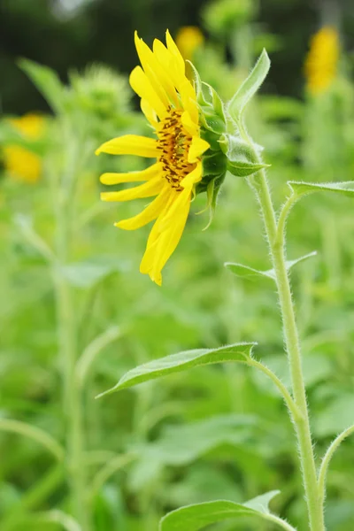 Slunečnice - žlutý květ. — Stock fotografie