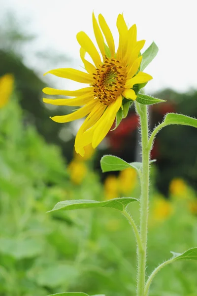 Girasole - fiore giallo . — Foto Stock