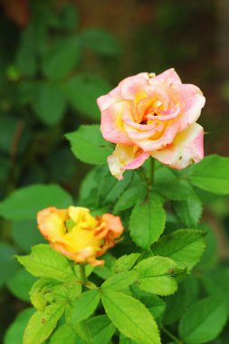 gül - pembe çiçekler.