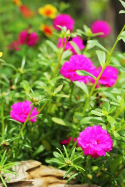 ortak Semizotu - mor ve pembe çiçekler.