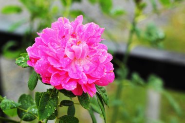 gül - pembe çiçekler.