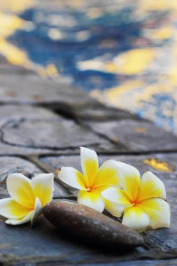 bir taş üzerinde beyaz çiçekler