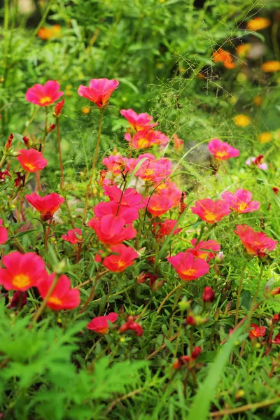 Purslane comum - flores cor de rosa . — Fotografia de Stock